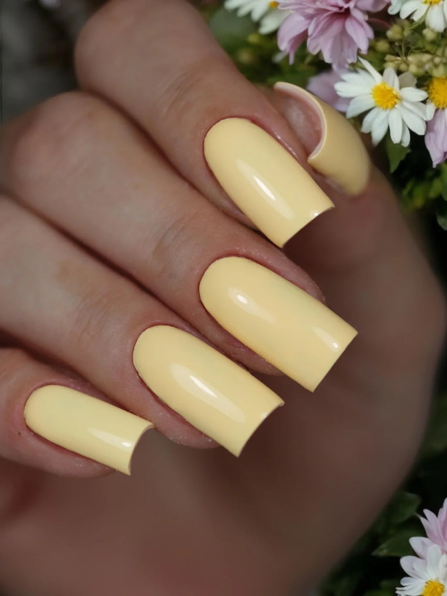 Daisy